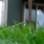 雫.jpg