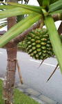 20100416092803.jpg