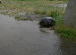 雨2.jpg